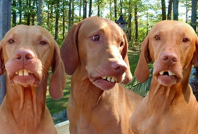 Dog, Funny, Teeth, Ronaldinho