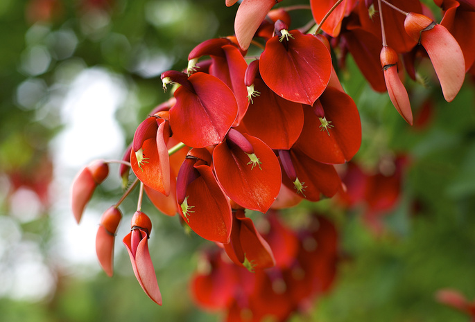 красное, цветение, Erythrina crista-galli, растение, макро