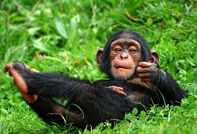 Monkey, Chimpanzee, Laid Back, Grass, Vegetation