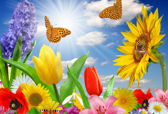 небо, бабочка. цветы, много, тюльпан, подсолнух, весна