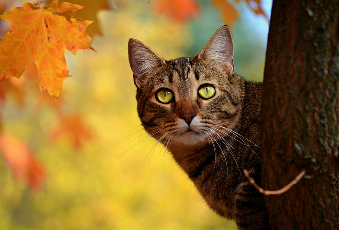 желтые, листья, ствол, выглядывает, осень, Кот, дерево