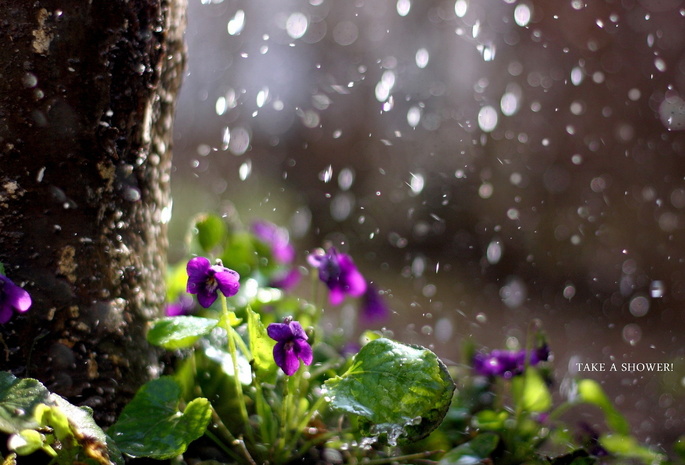 дождь, Цветы, природа