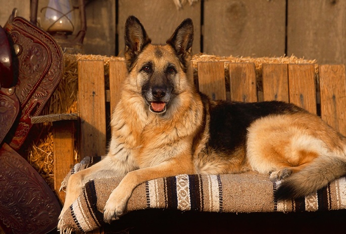 Dog, German Shepherd