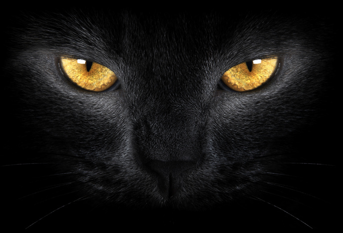 диких, Black cat, wild, желтые глаза, черная кошка, yellow eyes