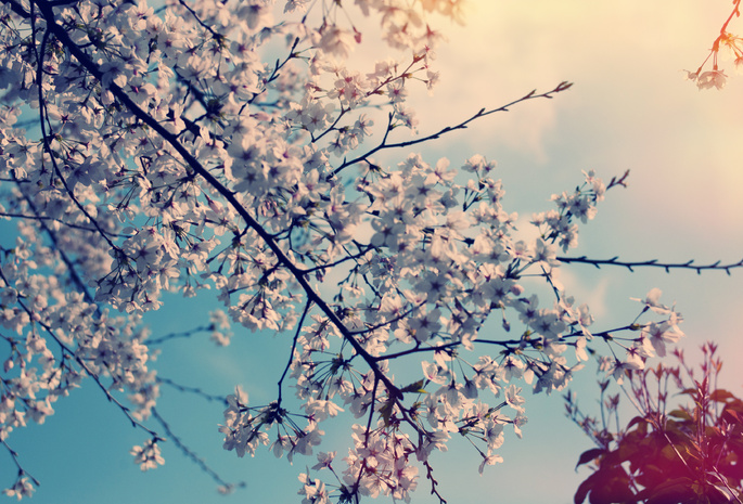 дерево, Природа, цветы, вишня, весна
