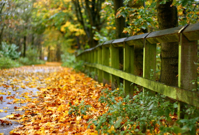 осень, листья, Забор, дорога