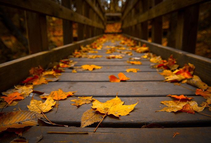 Макро, мостик, осень, дерево, листва