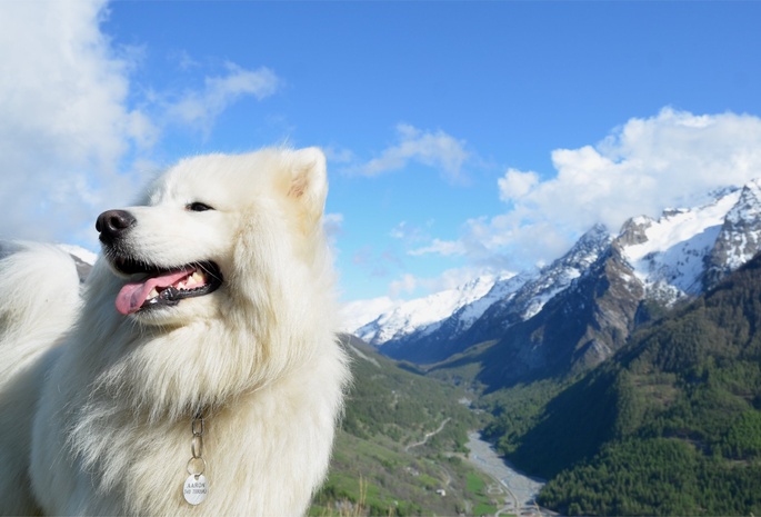 небо, Собака, горы
