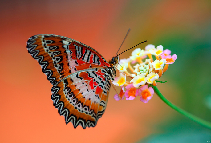 Бабочка, фон, цветок, крылья
