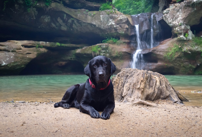 , Собака, берег, вода, водопад, природа