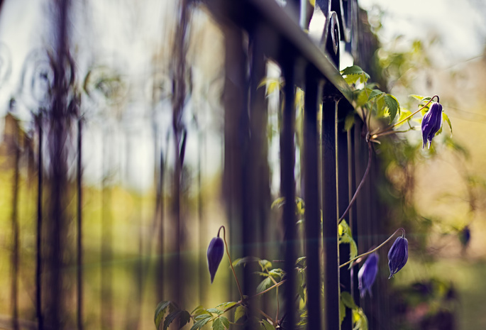 растение, Забор, цветы, ограда, решетка, фокус, синий