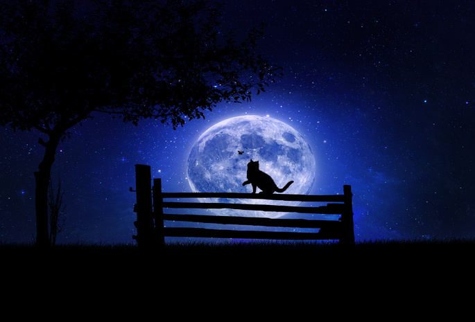кот, дерево, Ночь, скамейка, луна