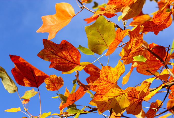 осень, дерево, желтые, небо, Листья, ветви, ветки
