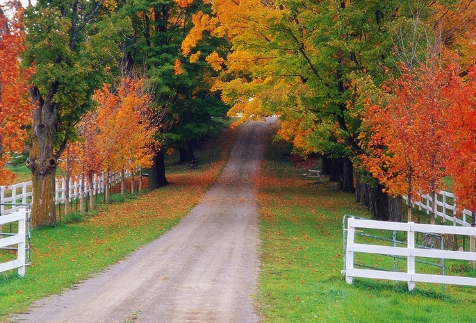 осень, дорога, забор, Природа, лес
