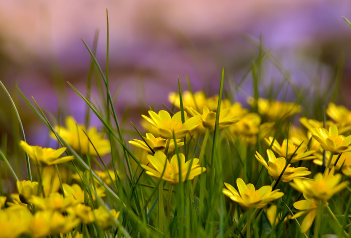 лето, трава, Желтые цветы, поляна
