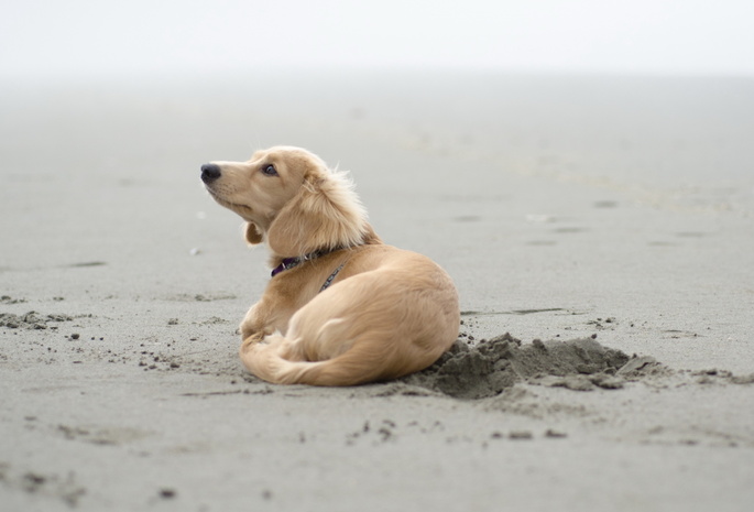 песок, друг, Собака