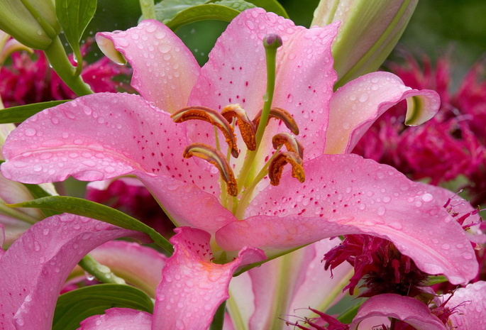 beauty, flower, waterdrops, lilium, природа, цветок, Nature wallpapers, pink lily