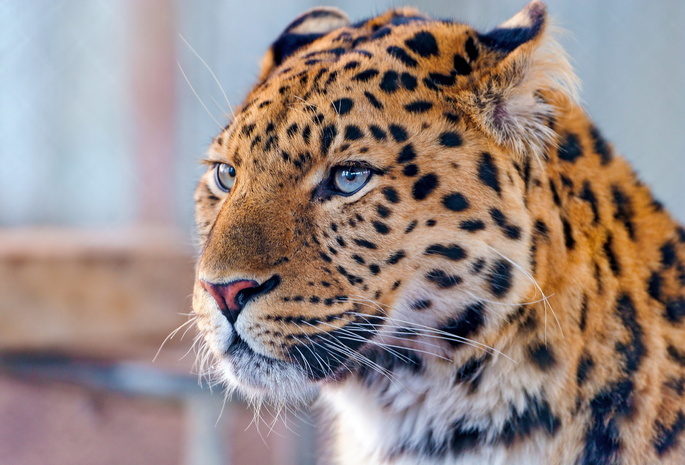 морда, Леопард, взгляд, дальневосточный, усы, amur leopard