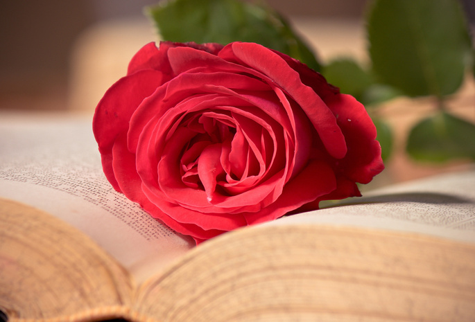 красная, цветок, макро, розовая, книга, Роза
