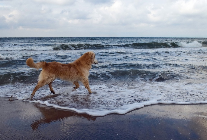 фон, море, Собака