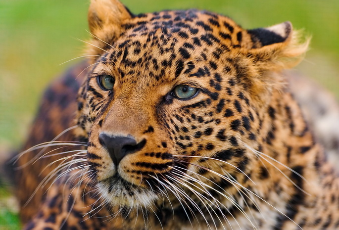 leopard, усы, panthera pardus, лежит, Леопард, морда, любопытство
