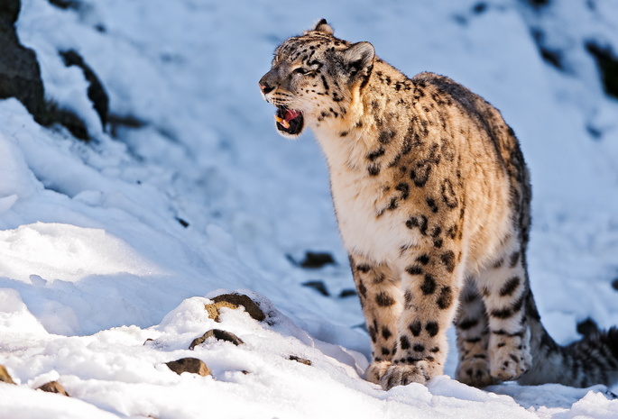 ирбис, Снежный барс, snow leopard, uncia uncia, стоит, смотрит