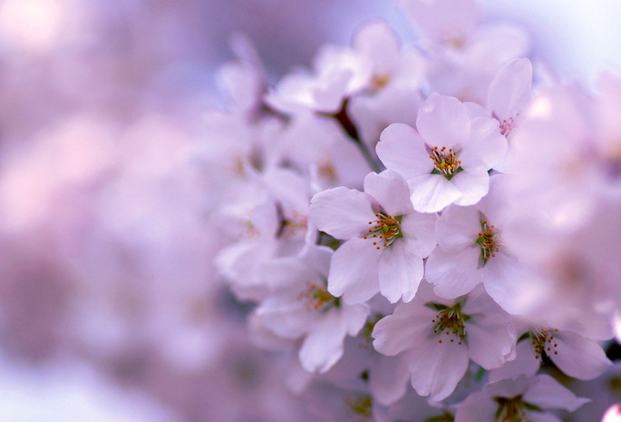дерево, весна, цветение, Сиреневый