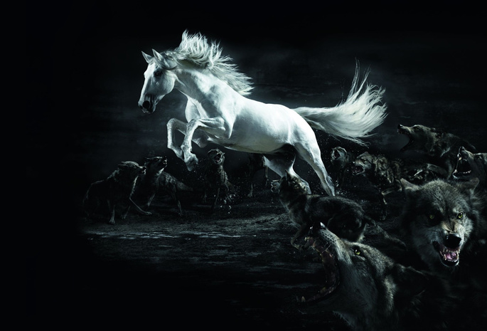 полумрак, белый, Конь, wolf, horse, волки