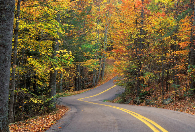 трасса, листья, Осень, горка, деревья, лес, дорога
