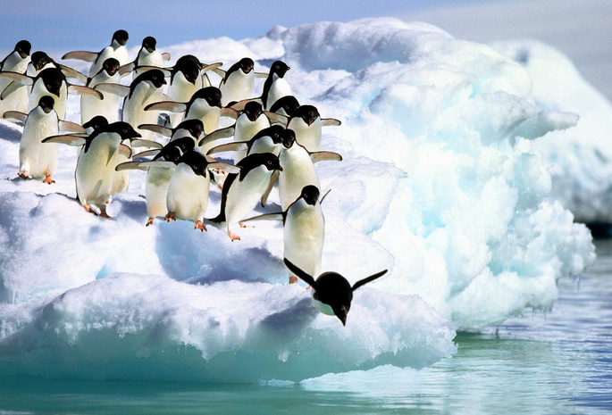 снег, вода, Пингвины