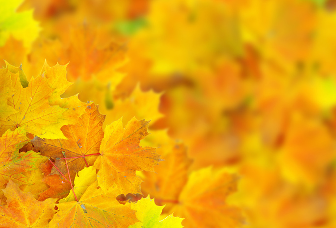 Листья, боке, осень, макро