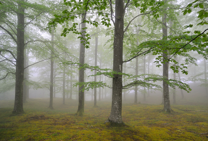 Природа, листва, туман, деревья, май, лес