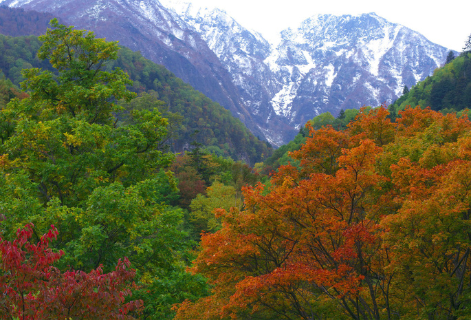 Япония, лес, горы, осень, природа