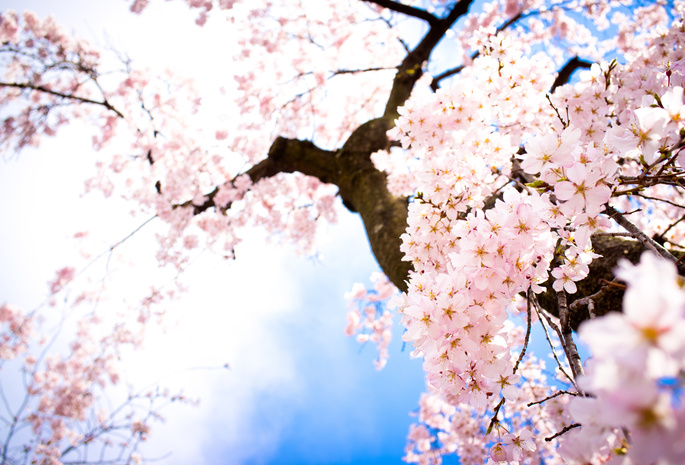 сакура, небо, весна, Цветы, ветки