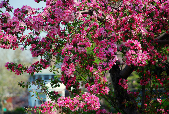 розовые, цветение, Дерево, яблоня, цветки, весна