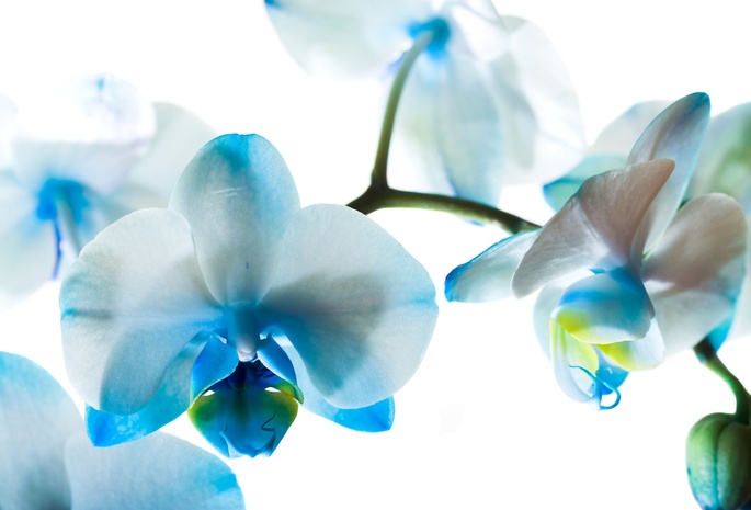 Орхидеи, голубые, цветы, фаленопсис
