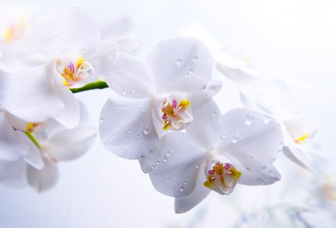 фаленопсис, стебель, белые, Орхидеи, лепестки, цветы