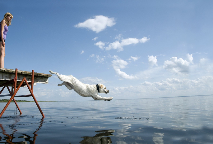 Девушка, горизонт, вода, полёт, пирс, прыжок, пёс, белый
