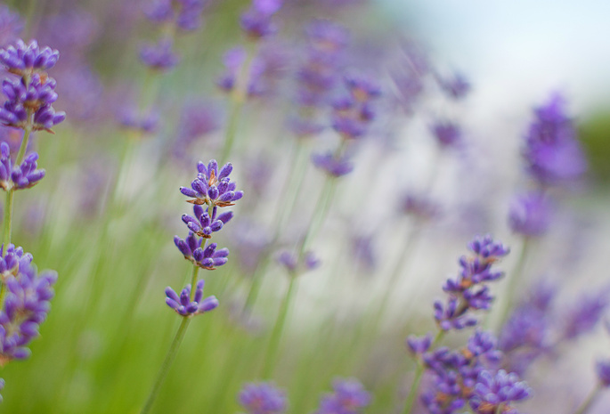 макро, размытость, Lavender, лаванда, сиреневые, цветы