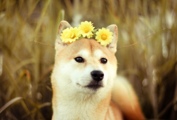 друг, Собака, цветы