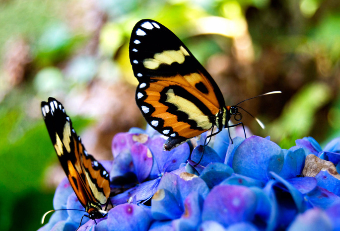 Бабочки, сидят, красивые, на цветах