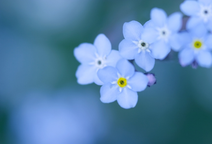 Незабудки, синие, лепестки, цветы, голубые, маленькие