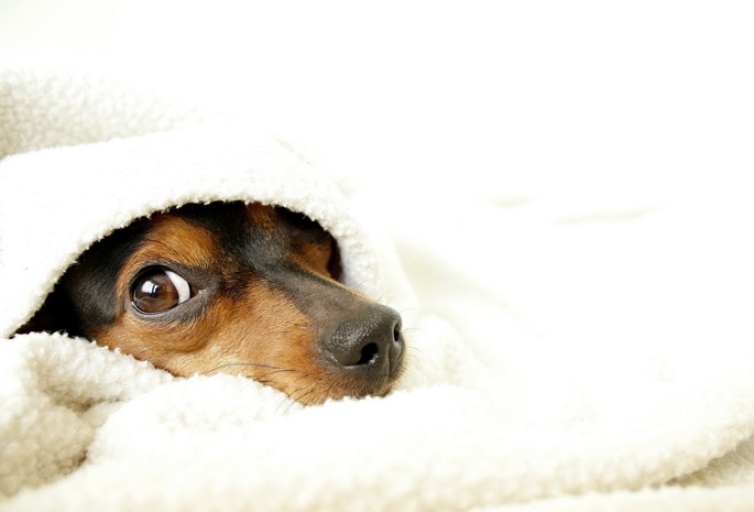 одеяло, Собака, уют