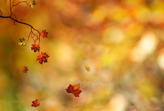 листья, осень, Ветка