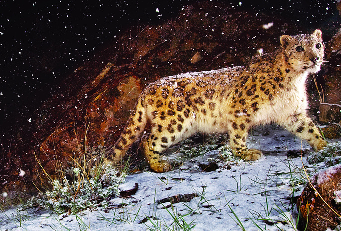 леопард, взгляд, снег, зверь, камень, трава, Картина