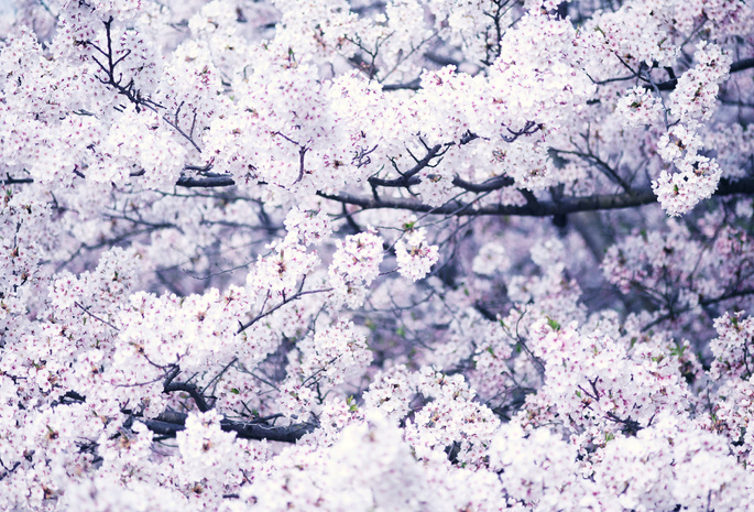 цветение, Дерево, весна