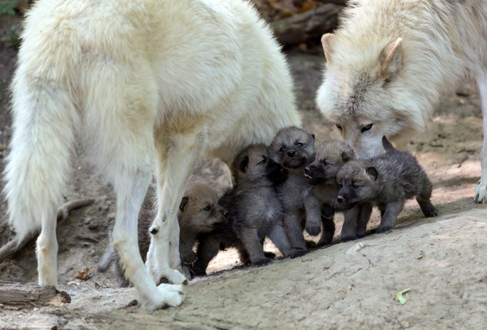 волчата, малыши, Семейство, потомство, волк, волчица