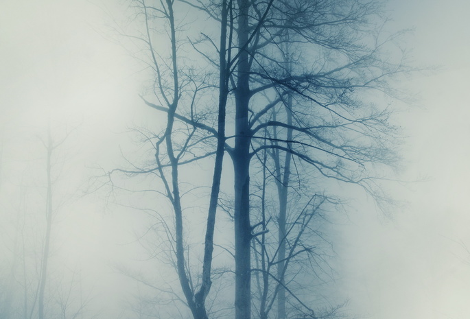 туман, природа, Деревья