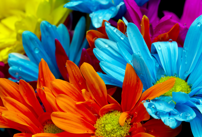 red, lactic, violet, Bright colorful flowers, water drops, orange