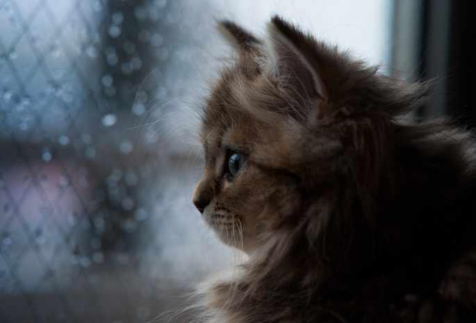 daisy, окно, Кошка, дождь, c ben torode